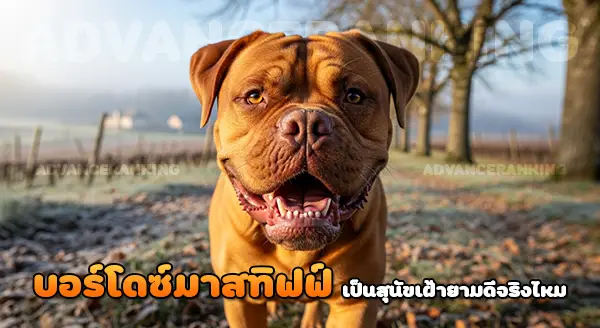 บอร์โดซ์ มาสทิฟฟ์ เป็นสุนัขเฝ้ายามดีไหม