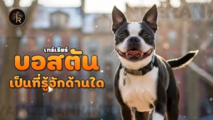 บอสตันเทร์เรียร์ เป็นที่รู้จักด้านใด