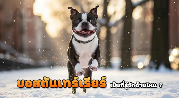 บอสตันเทร์เรียร์ เป็นที่รู้จักด้านใด