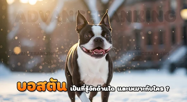 บอสตันเทร์เรียร์ เป็นที่รู้จักด้านใด