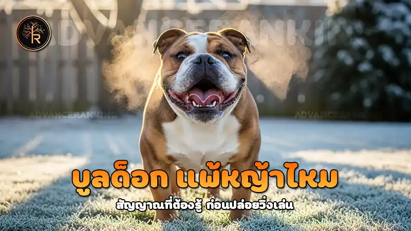 บูลด็อก แพ้หญ้าไหม