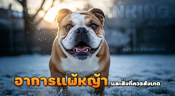 บูลด็อก แพ้หญ้าไหม