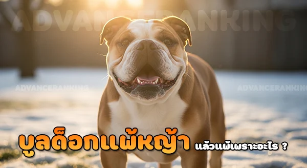 บูลด็อก แพ้หญ้าไหม