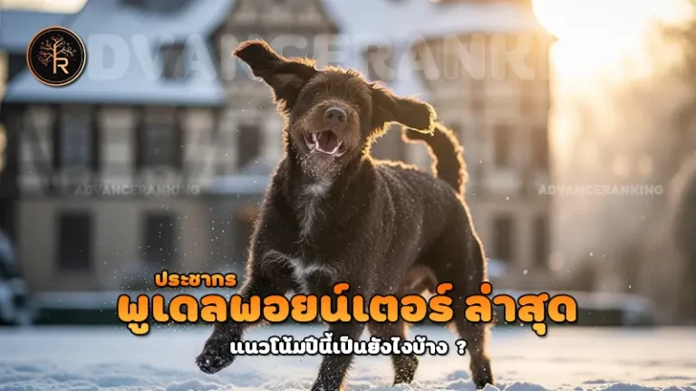 ประชากร พูเดลพอยน์เตอร์ ล่าสุด