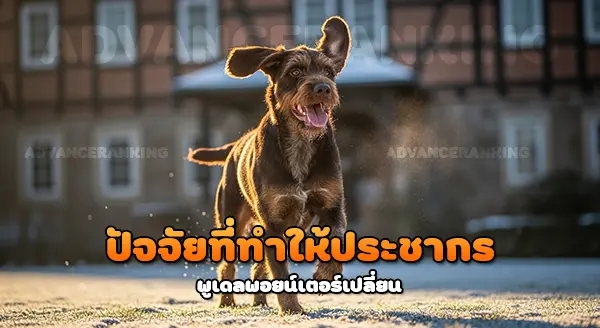 ประชากร พูเดลพอยน์เตอร์ ล่าสุด