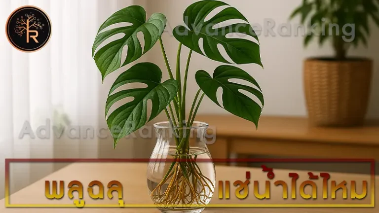 พลูฉลุ แช่น้ำได้ไหม