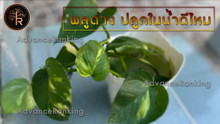 พลูด่าง ปลูกในน้ำดีไหม