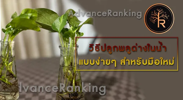 พลูด่าง ปลูกในน้ำดีไหม