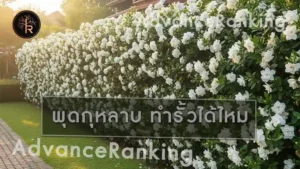 พุดกุหลาบ ทำรั้วได้ไหม