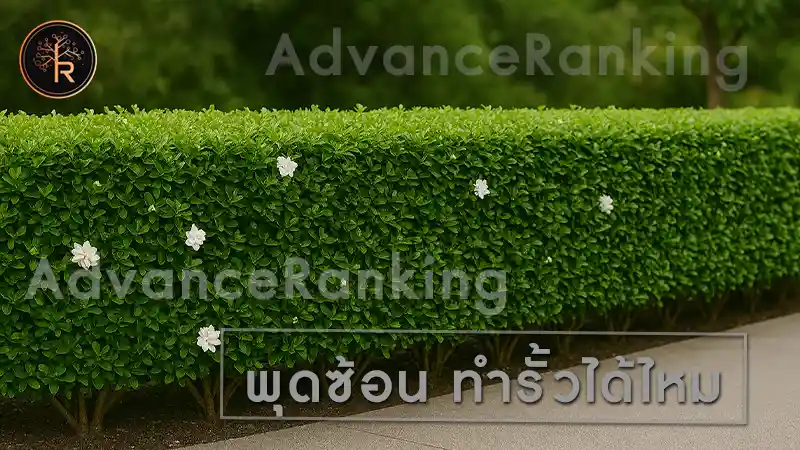 พุดซ้อน ทำรั้วได้ไหม