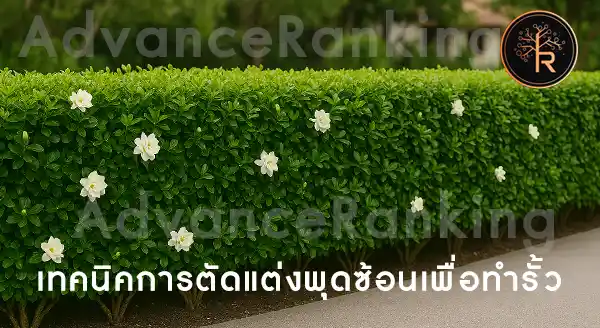 พุดซ้อน ทำรั้วได้ไหม