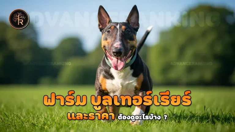 ฟาร์ม บูลเทอร์เรียร์ และราคา