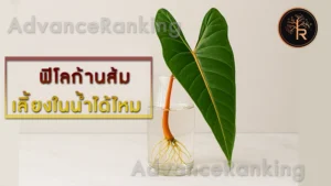 ฟิโลก้านส้ม เลี้ยงในน้ำได้ไหม