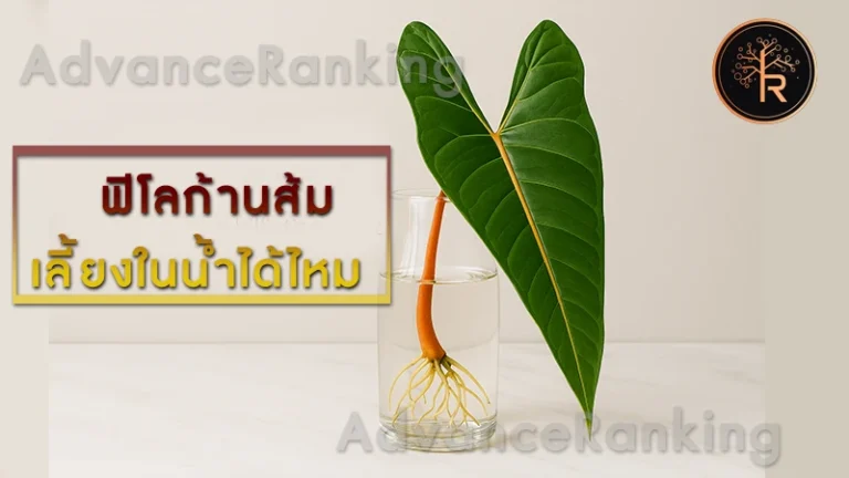 ฟิโลก้านส้ม เลี้ยงในน้ำได้ไหม