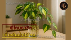 ฟิโลบราซิล เลี้ยงในน้ำได้ไหม