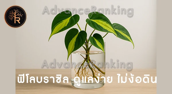 ฟิโลบราซิล เลี้ยงในน้ำได้ไหม