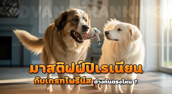 มาสติฟฟ์ปิเรเนียน vs เกรทไพรีนีส