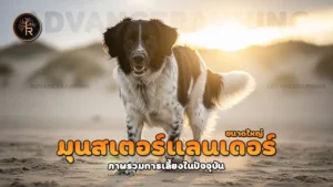 มุนสเตอร์แลนเดอร์ ขนาดใหญ่