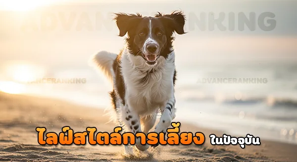 มุนสเตอร์แลนเดอร์ ขนาดใหญ่