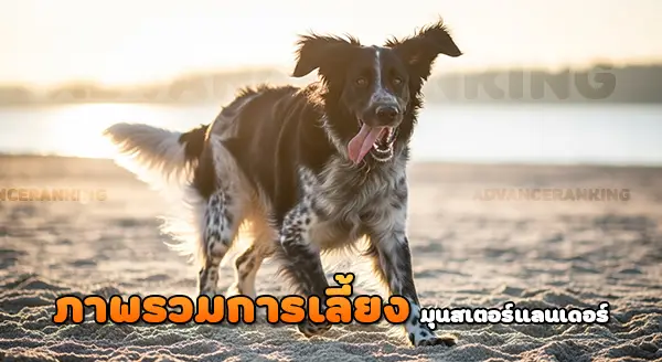 มุนสเตอร์แลนเดอร์ ขนาดใหญ่