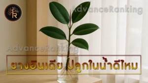 ยางอินเดีย ปลูกในน้ำดีไหม