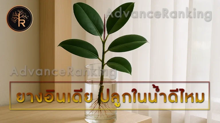 ยางอินเดีย ปลูกในน้ำดีไหม