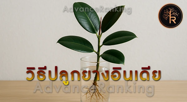 ยางอินเดีย ปลูกในน้ำดีไหม