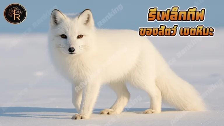 รีเฟล็กทีฟ ของสัตว์ เขตหิมะ
