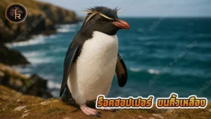 ร็อคฮอปเปอร์ ขนคิ้วเหลือง