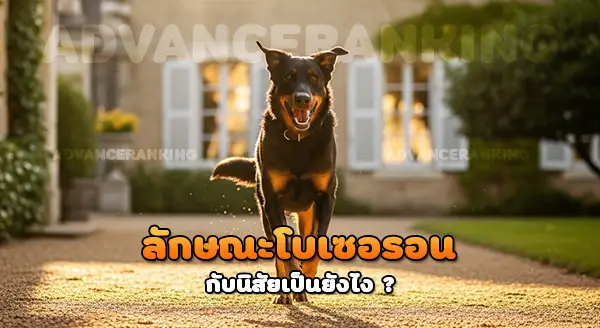 ลักษณะเฉพาะ โบเซอรอน