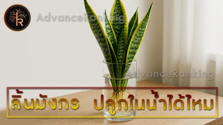 ลิ้นมังกร ปลูกในน้ำได้ไหม