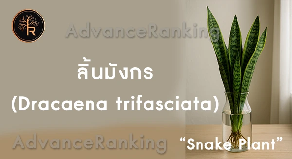 ลิ้นมังกร ปลูกในน้ำได้ไหม