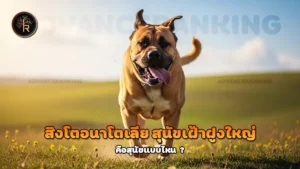 สิงโตอนาโตเลีย สุนัขเฝ้าฝูงใหญ่