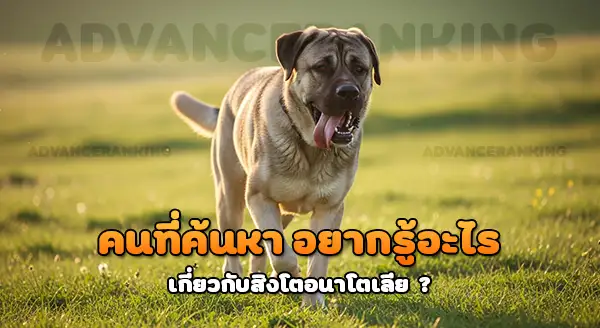 สิงโตอนาโตเลีย สุนัขเฝ้าฝูงใหญ่