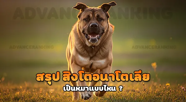 สิงโตอนาโตเลีย สุนัขเฝ้าฝูงใหญ่