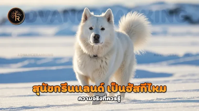 สุนัขกรีนแลนด์ เป็นฮัสกีไหม