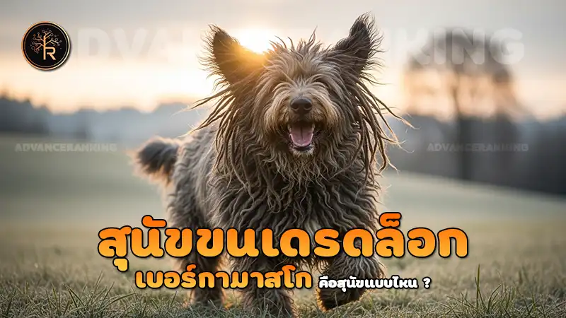 สุนัขขนเดรดล็อก เบอร์กามาสโก