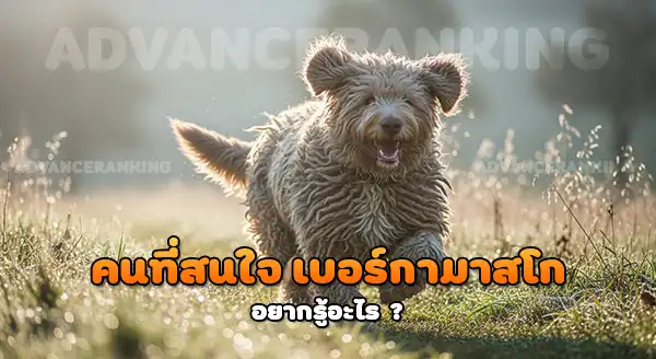 สุนัขขนเดรดล็อก เบอร์กามาสโก