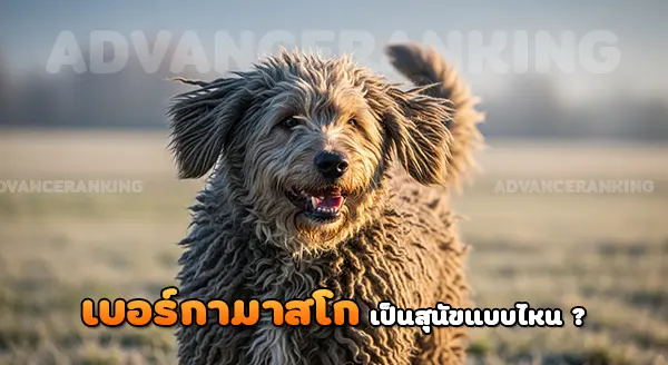 สุนัขขนเดรดล็อก เบอร์กามาสโก