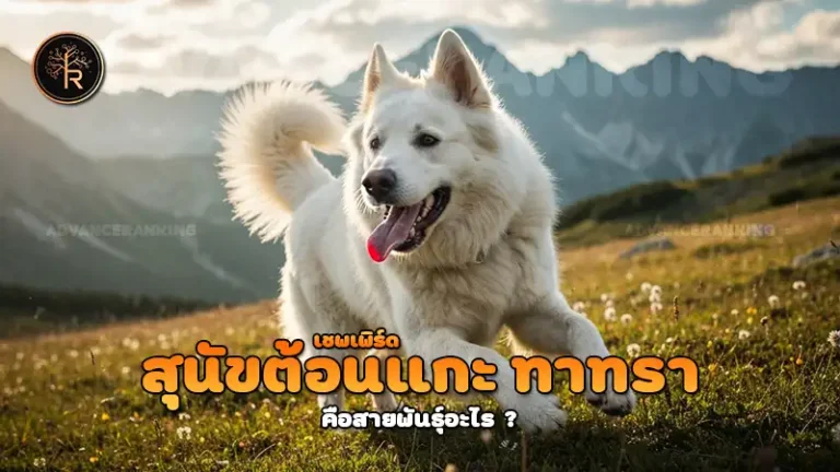 สุนัขต้อนแกะ ทาทรา เชพเพิร์ด