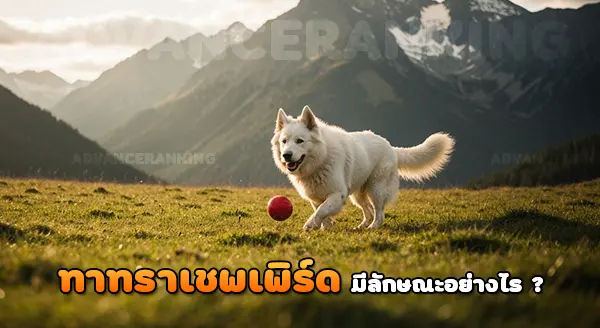 สุนัขต้อนแกะ ทาทรา เชพเพิร์ด