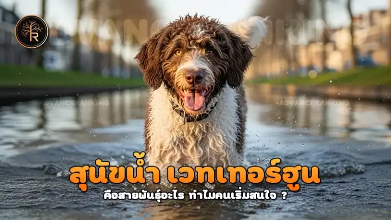 สุนัขน้ำ เวทเทอร์ฮูน