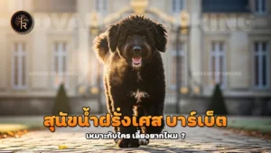 สุนัขน้ำฝรั่งเศส บาร์เบ็ต