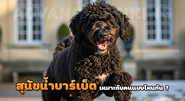 สุนัขน้ำฝรั่งเศส บาร์เบ็ต