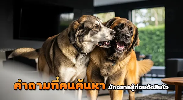 สุนัขภูเขาเอสเตรล่า vs ลีออนเบอร์เกอร์