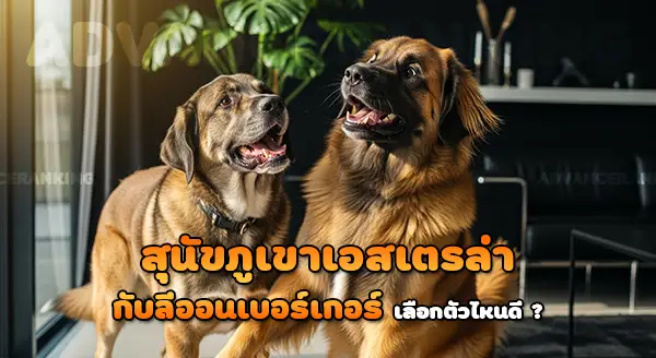 สุนัขภูเขาเอสเตรล่า vs ลีออนเบอร์เกอร์