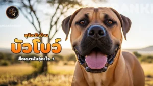 สุนัขเฝ้าบ้าน บัวโบว์