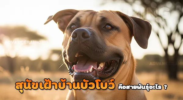 สุนัขเฝ้าบ้าน บัวโบว์