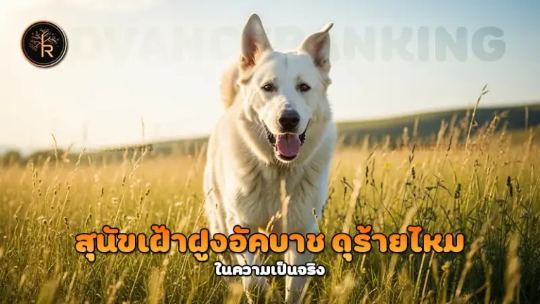 สุนัขเฝ้าฝูงอัคบาช ดุร้ายไหม