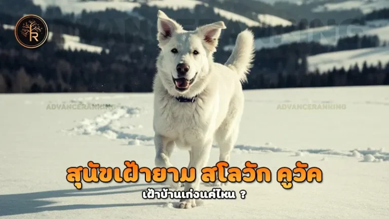 สุนัขเฝ้ายาม สโลวัก คูวัค